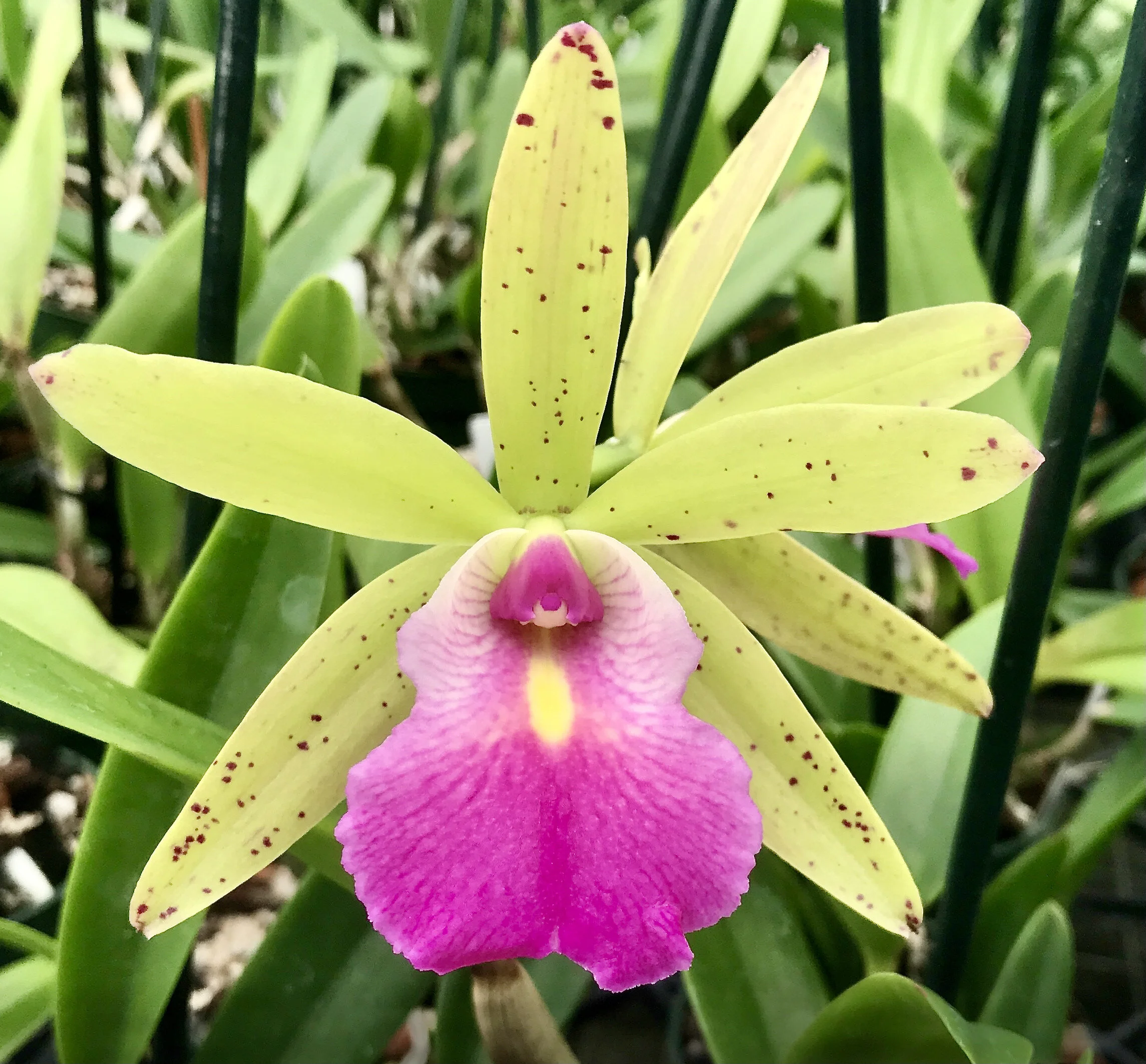 その他 Fleur.. Bc. Hippodamia x C. Small World — Palmer Orchids